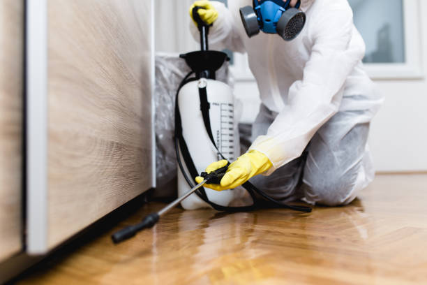 Best Flea Control Services  in Harlingen, TX