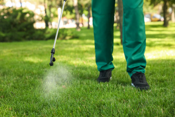 Best Wasp Removal Services  in Harlingen, TX