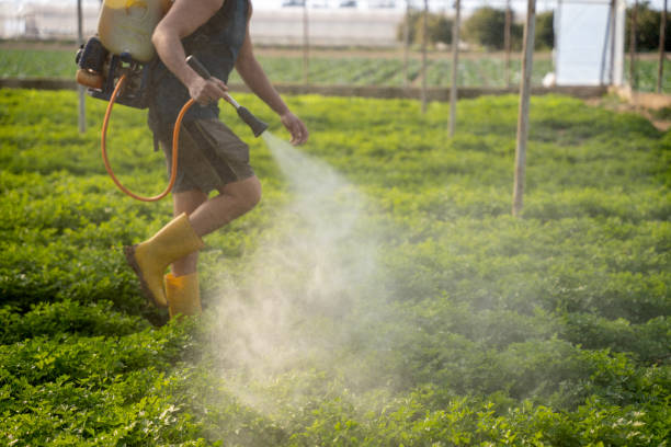 Reliable Harlingen, TX Pest Control Solutions