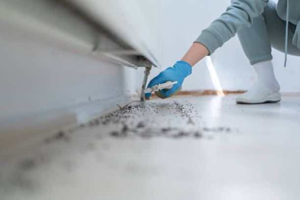 Reliable Harlingen, TX Pest Control Solutions
